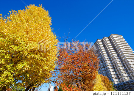 尾久の原公園の銀杏の木の紅葉と青空 121151127