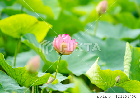 綺麗に咲いた蓮の花 121151450