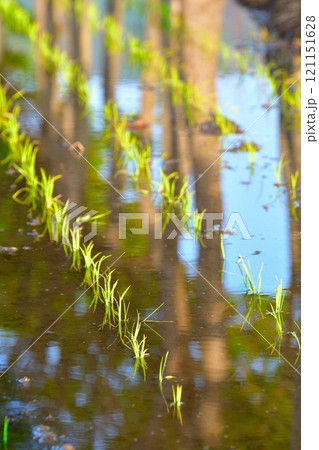 田植えイメージ 121151628