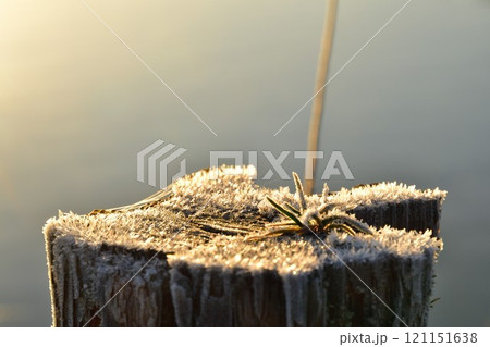 福島潟の朝 霜(新潟県) 福島潟の朝 霜(新潟県) 121151638