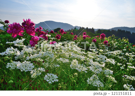 山古志　薬師の陵（新潟県） 121151811