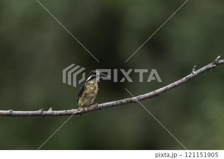 枝に止まり周りを警戒するカワセミ 枝に止まり周りを警戒するカワセミ 121151905