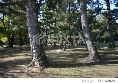 京都御苑 苑内の松林 京都市上京区 京都御苑 苑内の松林 京都市上京区 121152023