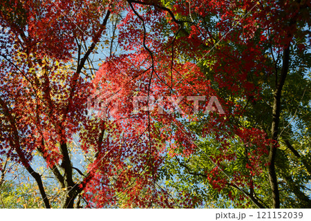 京都御苑　苑内の紅葉　京都市上京区 121152039