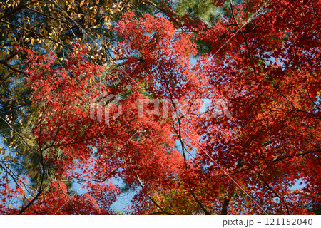 京都御苑　苑内の紅葉　京都市上京区 121152040