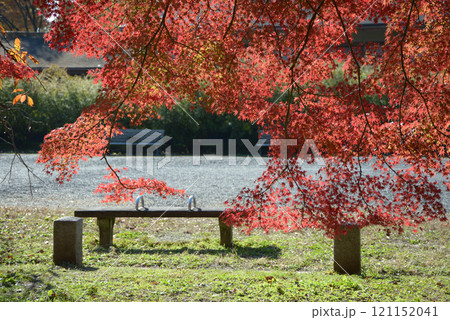 京都御苑　苑内の紅葉　京都市上京区 121152041