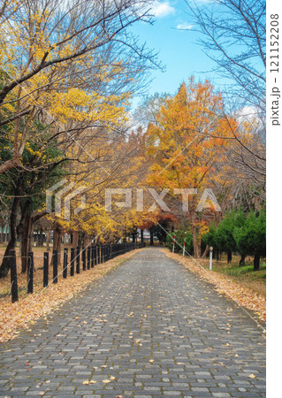 滋賀県米原市、三島池自然公園の晩秋の風景 121152208