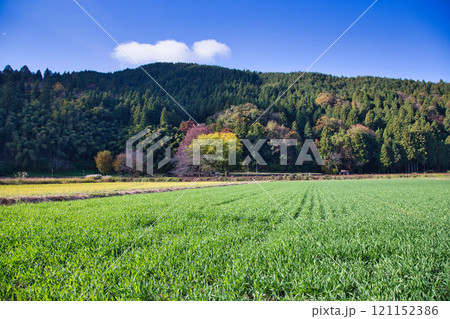 一乗谷朝倉氏遺跡 田園の秋 121152386