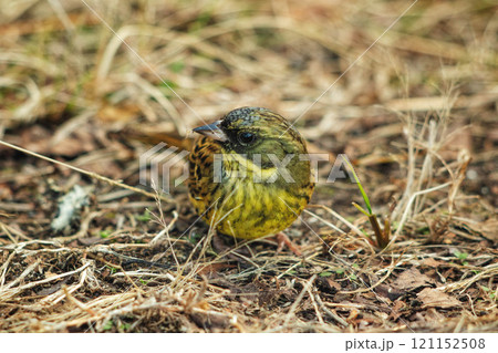 アオジ アオジ 121152508