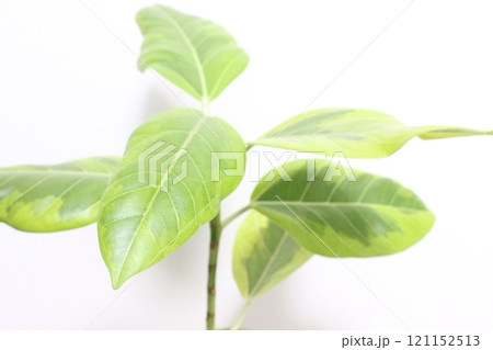 観葉植物フィカスアルテシマ 121152513