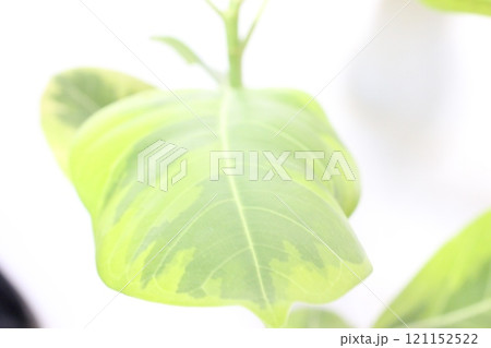 観葉植物フィカスアルテシマ 121152522