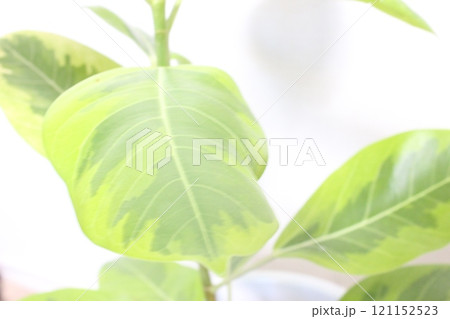 観葉植物フィカスアルテシマ 121152523