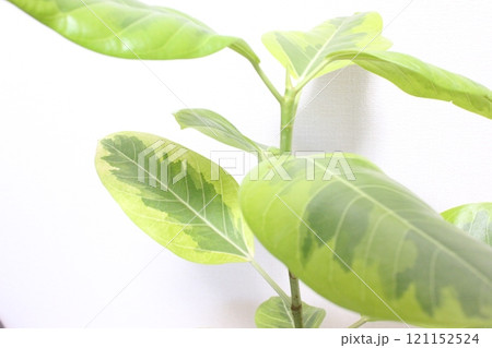 観葉植物フィカスアルテシマ 121152524