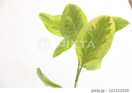 観葉植物フィカスアルテシマ 観葉植物フィカスアルテシマ 121152529