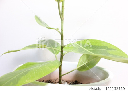 観葉植物フィカスアルテシマ 観葉植物フィカスアルテシマ 121152530