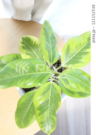 観葉植物フィカスアルテシマ 121152538