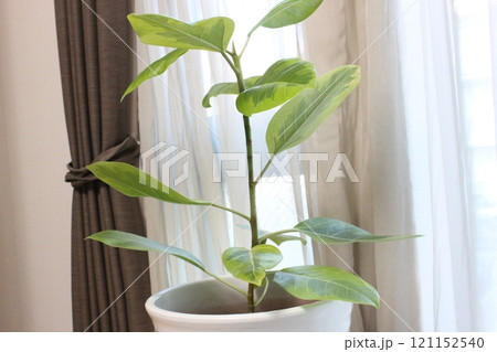 観葉植物フィカスアルテシマ 121152540