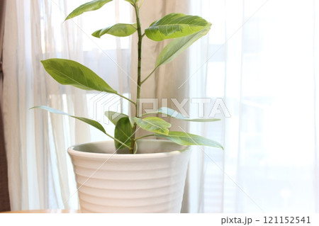 観葉植物フィカスアルテシマ 121152541