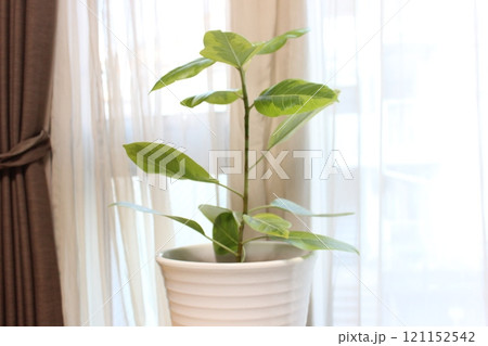 観葉植物フィカスアルテシマ 121152542