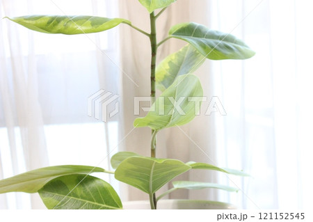 観葉植物フィカスアルテシマ 121152545