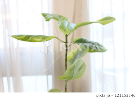 観葉植物フィカスアルテシマ 121152546