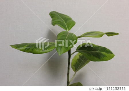 観葉植物フィカスアルテシマ 観葉植物フィカスアルテシマ 121152553