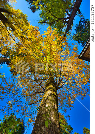 紙の神様をまつる神社の秋　岡太神社・大瀧神社　 121152757