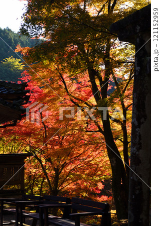 見頃の美濃市大矢田神社の紅葉 121152959