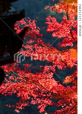 見頃の美濃市大矢田神社の紅葉 見頃の美濃市大矢田神社の紅葉 121152961