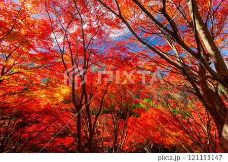 埼玉県秩父市大滝 栃本地域の秩父往還沿いの真っ赤に紅葉したモミジ群生 鮮やかな逆光の景色 埼玉県秩父市大滝 栃本地域の秩父往還沿いの真っ赤に紅葉したモミジ群生 鮮やかな逆光の景色 121153147