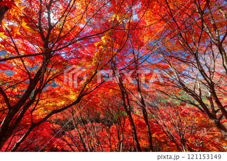 埼玉県秩父市大滝 栃本地域の秩父往還沿いの真っ赤に紅葉したモミジ群生 鮮やかな逆光の景色 埼玉県秩父市大滝 栃本地域の秩父往還沿いの真っ赤に紅葉したモミジ群生 鮮やかな逆光の景色 121153149