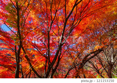 埼玉県秩父市大滝 栃本地域の秩父往還沿いの真っ赤に紅葉したモミジ群生 鮮やかな逆光の景色 埼玉県秩父市大滝 栃本地域の秩父往還沿いの真っ赤に紅葉したモミジ群生 鮮やかな逆光の景色 121153150
