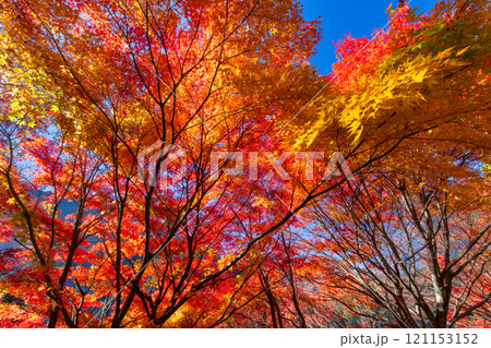 埼玉県秩父市大滝 栃本地域の秩父往還沿いの真っ赤に紅葉したモミジ群生 鮮やかな逆光の景色 埼玉県秩父市大滝 栃本地域の秩父往還沿いの真っ赤に紅葉したモミジ群生 鮮やかな逆光の景色 121153152