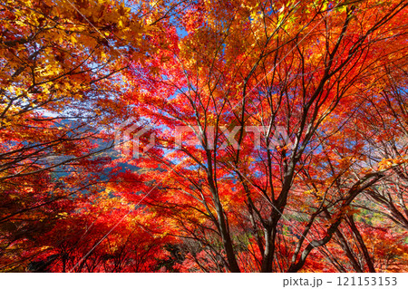 埼玉県秩父市大滝 栃本地域の秩父往還沿いの真っ赤に紅葉したモミジ群生 鮮やかな逆光の景色 埼玉県秩父市大滝 栃本地域の秩父往還沿いの真っ赤に紅葉したモミジ群生 鮮やかな逆光の景色 121153153