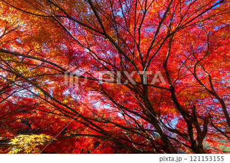 埼玉県秩父市大滝 栃本地域の秩父往還沿いの真っ赤に紅葉したモミジ群生 鮮やかな逆光の景色 埼玉県秩父市大滝 栃本地域の秩父往還沿いの真っ赤に紅葉したモミジ群生 鮮やかな逆光の景色 121153155