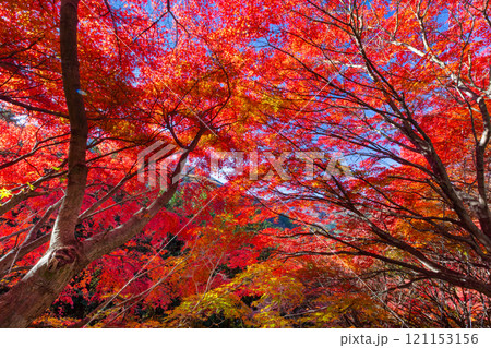 埼玉県秩父市大滝 栃本地域の秩父往還沿いの真っ赤に紅葉したモミジ群生 鮮やかな逆光の景色 埼玉県秩父市大滝 栃本地域の秩父往還沿いの真っ赤に紅葉したモミジ群生 鮮やかな逆光の景色 121153156