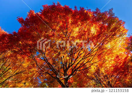 埼玉県秩父市大滝　栃本地域の秩父往還沿いの真っ赤に紅葉したモミジ群生　鮮やかな逆光の景色 121153158