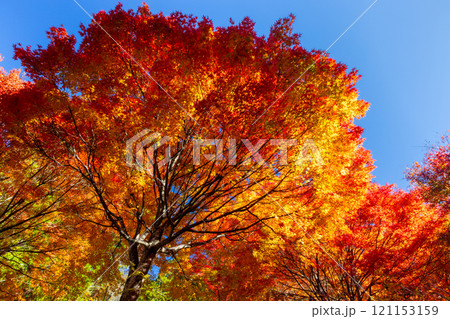 埼玉県秩父市大滝 栃本地域の秩父往還沿いの真っ赤に紅葉したモミジ群生 鮮やかな逆光の景色 埼玉県秩父市大滝 栃本地域の秩父往還沿いの真っ赤に紅葉したモミジ群生 鮮やかな逆光の景色 121153159