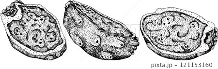 Hand drawn, engraving, vector Opuntia fruit, prickly pear cactus Hand drawn, engraving, vector Opuntia fruit, prickly pear cactus 121153160