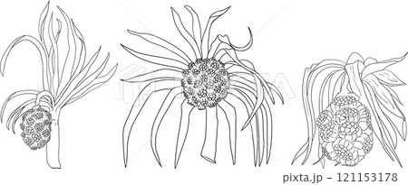 Line Pandan fruit, Sargassum. Hand drawn black and white tropical plant. Line Pandan fruit, Sargassum. Hand drawn black and white tropical plant. 121153178