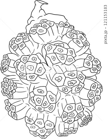 Line Pandan fruit, Sargassum. Hand drawn black and white tropical plant. 121153183