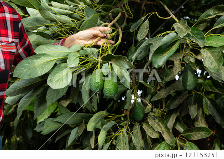 Green avocados hanging on leafy tree Green avocados hanging on leafy tree 121153251
