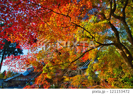 花筐公園の秋深まる 121153472