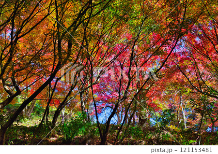 花筐公園の秋深まる 花筐公園の秋深まる 121153481