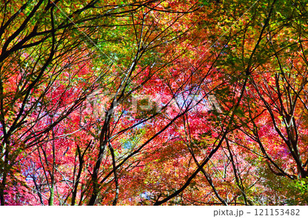 花筐公園の秋深まる 121153482