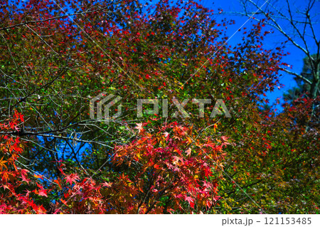 花筐公園の秋深まる 花筐公園の秋深まる 121153485