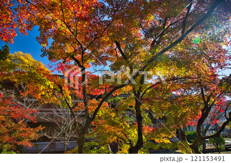 花筐公園の秋深まる 花筐公園の秋深まる 121153491