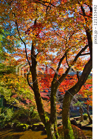 花筐公園の秋深まる 121153492