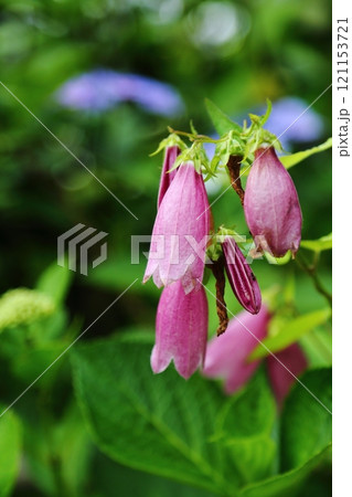 頼光寺のホタルブクロ 121153721