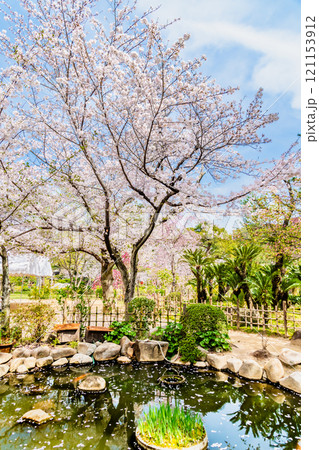 広島 縮景園　桜咲く清風池 121153912